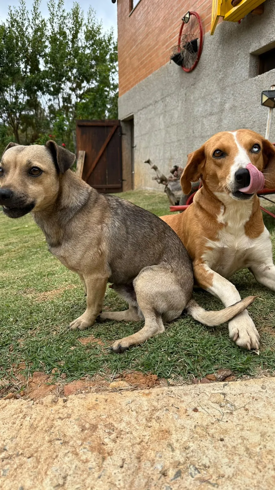 Cãofitriões